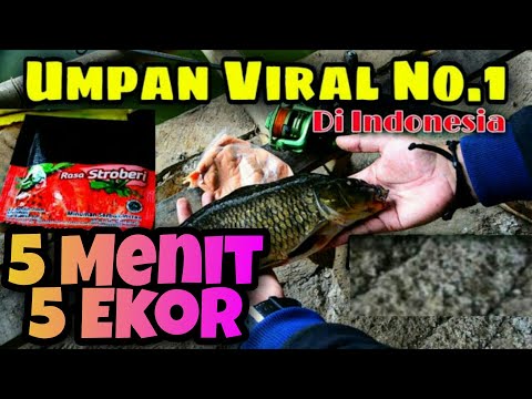 Umpan Paling Viral Paling Rame Paling Laris Paling Gacor Di Indonesia - Mister Bangkit Mancing