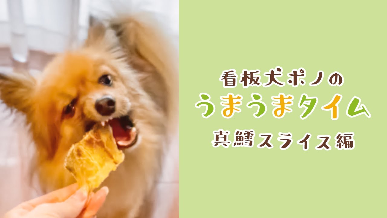 看板犬ポノ 真鱈スライスを食べたよ イリオスマイル Youtube