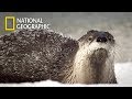 Can river otter fight back against coyotenational geographic