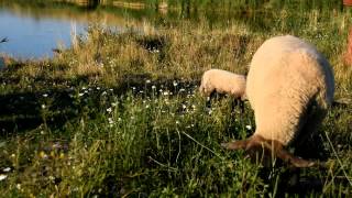 Suffolk sheep breed and polish tartra sheepdog