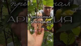 Прекрасный сорт Аркадия 🍇 #виноград #виноградник #виноградус