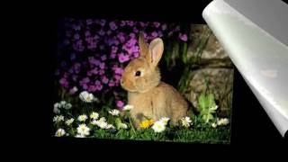 ТОП 4 Лучшие Русские Сказки для Детей К. Ушинский ТОП 4 Лучшие Русские Сказки для Детей К. Ушинский