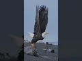 #falcon eagle aakhir me Kitna Maza karta he khud dekh le