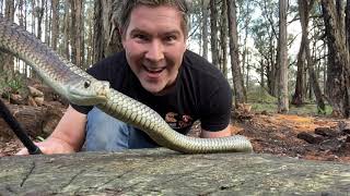 Manningham's Backyard Biodiversity: Copperhead Snake