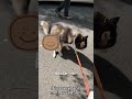 遛狗狗的時候要注意Be careful when walking your dog#doglife #safety #dog