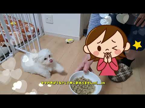 #ももちゃんねる#ごはん#しつけ#シニアと暮らすマルチーズパピー#うるさい#まて#マルチーズ#しつけ#可愛い#シニア#お座り#まて#よし#食べる#マルチーズ#おやつ