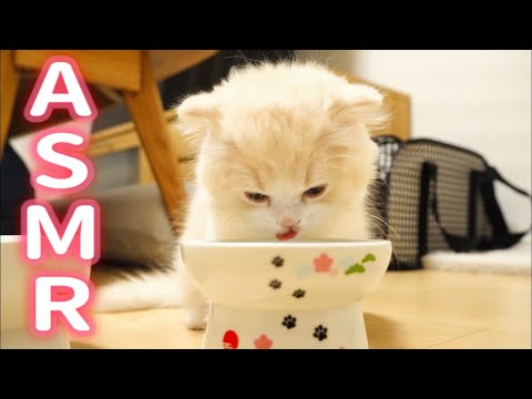 【ASMR】家に来て初めての子猫が一生懸命ごはんを食べる姿がかわいい！【咀嚼音】
