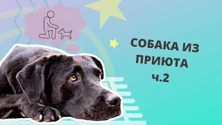 Собака из приюта часть 2. Адаптация в новом доме. Первый раз моем собаку. Проблемы поведения