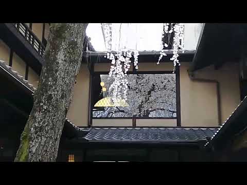 京都観光タクシ―で産寧坂の枝垂れ桜を見に②