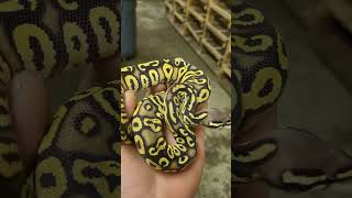 Pastel Phantom Bling Yellow Belly Trick Ball Python Boy
