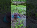 How Hard Is It To Work In A Deep Muddy Rice Field.