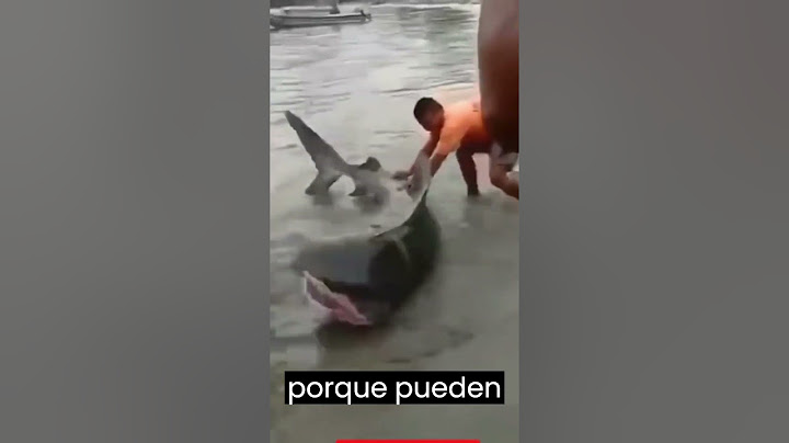Esto pasa al intentar salvar a un tiburón #tiburon
