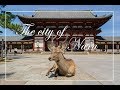 Must Visit DEER PARK in Japan - NARA