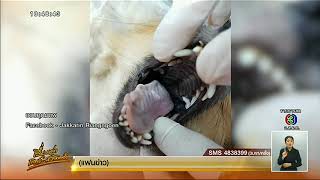 เรื่องเล่าเสาร์-อาทิตย์ แม่ นศ.แพทย์ ถูกแฉวางยาสุนัขเอาประกัน รับตอนนี้ครอบครัวเครียดมาก