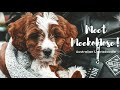 Australian Labradoodle Puppy's first week home | 8 Weeks Old | Meekonose Tales | DogVlog 1