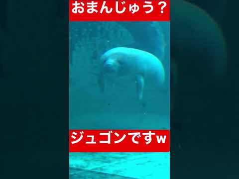 ジュゴン Youtube