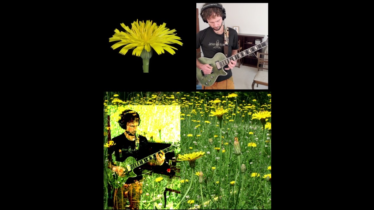 Einköpfiges Ferkelkraut