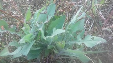 Rau cải trời Trị bệnh