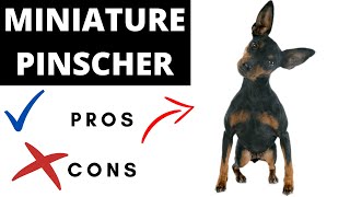 Miniature Pinscher Pros And Cons | Should You REALLY Get A Miniature Pinscher?