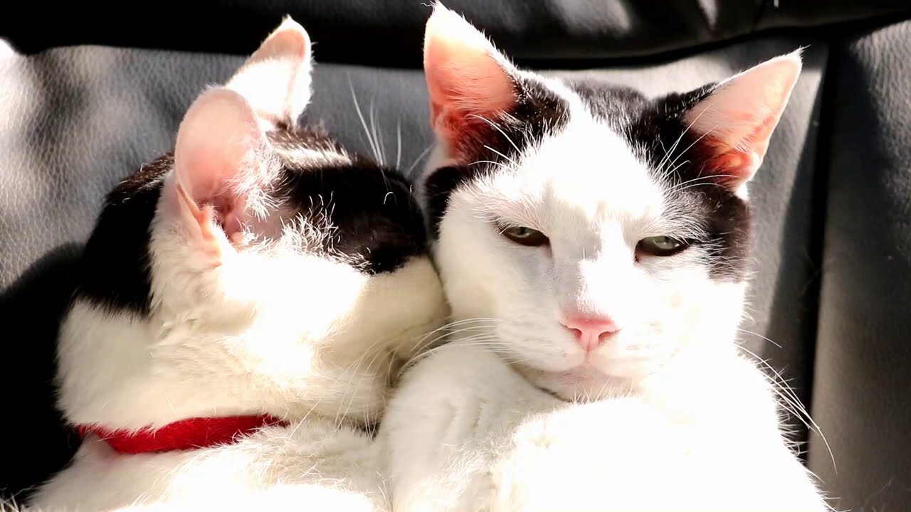 べったりちびず　200919