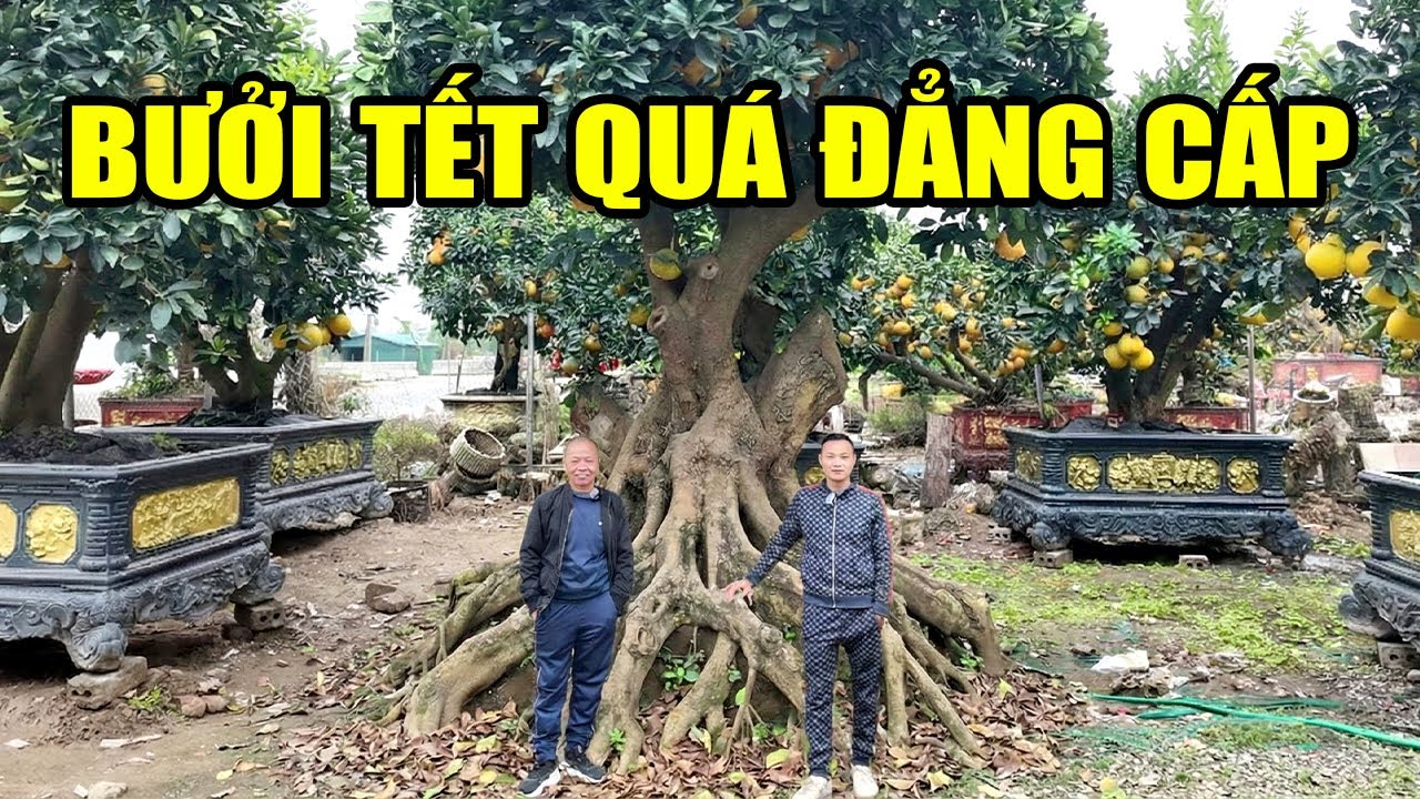 Chưa Bao Giờ Thấy Một Cây Bưởi Chơi Tết Nao Đẹp Và Đẳng Cấp Đến Vậy