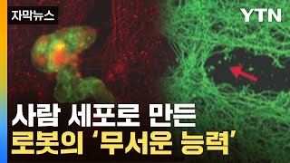 [자막뉴스] 번식하고 자가 치유까지...사람 세포로 로봇 만들었더니 / YTN