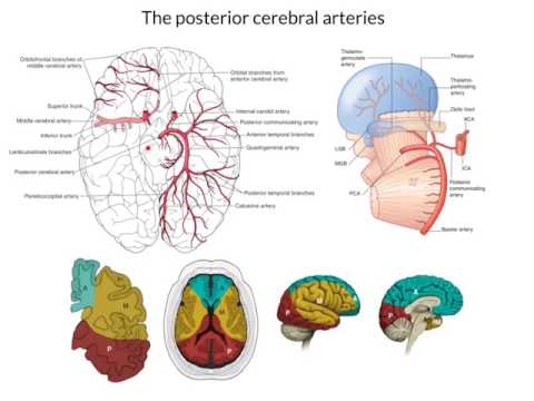 Video: Cawangan Pericallosal Posterior Arteri Cerebral Posterior - Peta Badan