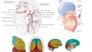 The posterior cerebral arteries