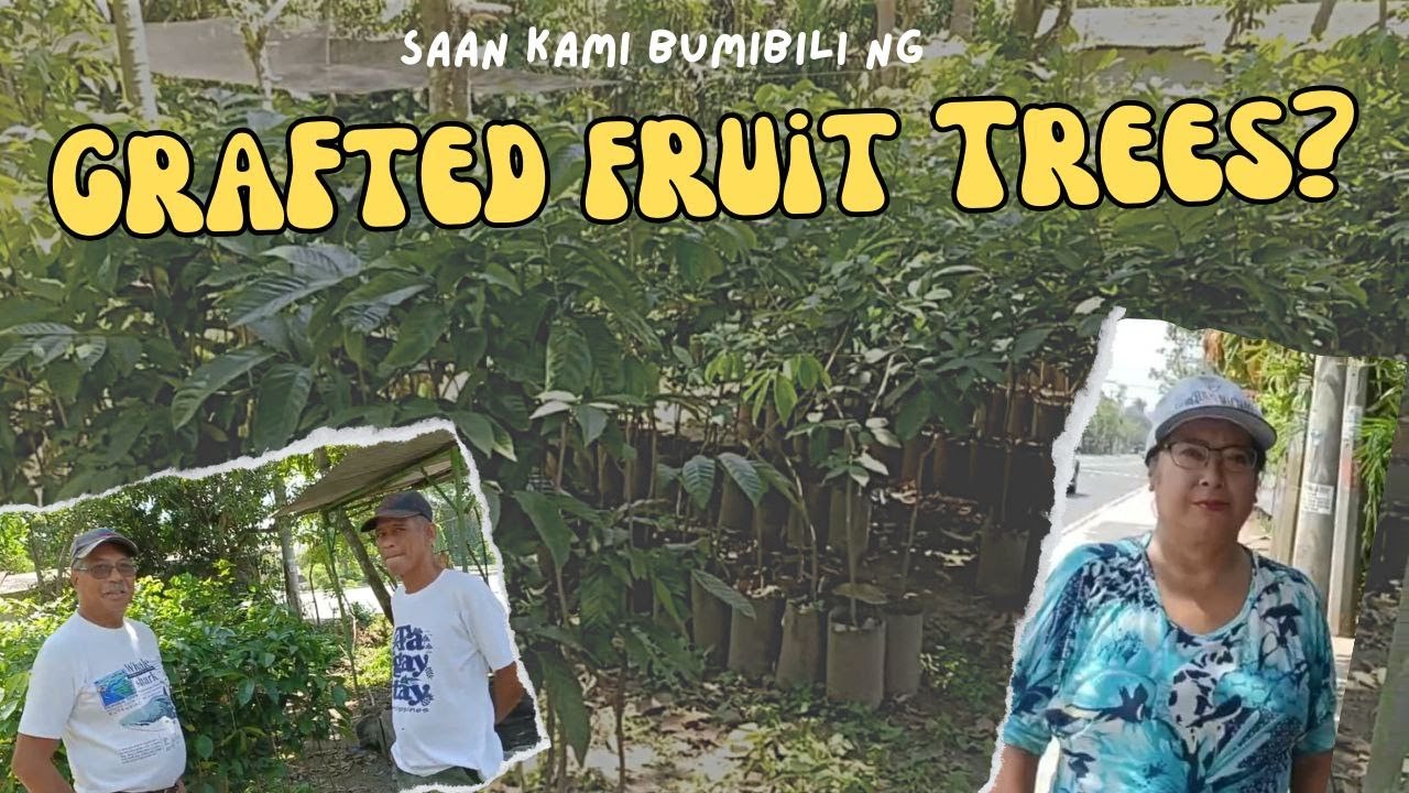 SAAN KAMI BUMIBILI NG GRAFTED FRUIT TREES