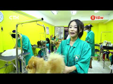 NK1503_รายการนางกวักแก้จน_สอนตัดขนสุนัข