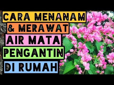 Cara menanam tanaman air mata pengantin dirumah