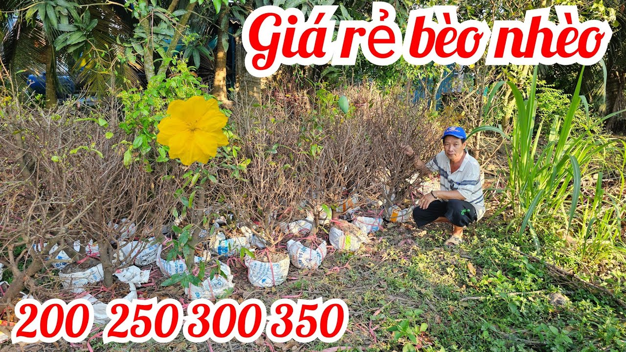 A Tha 📲 O9I625IIO8 giá chỉ 250k 300k mai giảo Thủ Đức 3/3 Bến Tre (#Maivàng Quê Dừa)