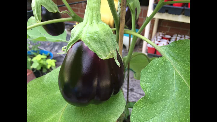 Eggplant Problems (Blooms Fallling Off) - DayDayNews