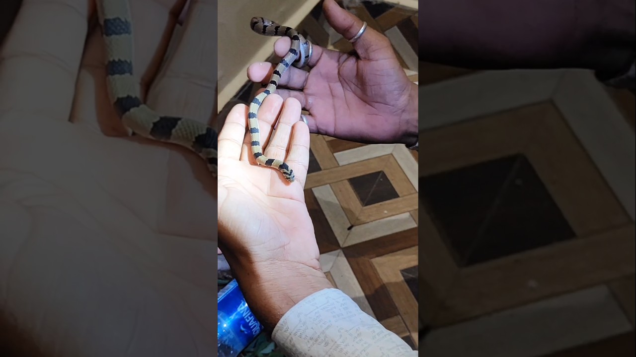 CommonkukriSnake Rescue 