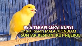 kenari gacor panjang Cuit Cuit EMOSI, Pancingan Kenari Paud Belajar Bunyi, terapi AMPUH Kenari MACET