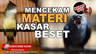 🔴Srigunting Abu  Vs Jenggot Mewah❗️Masteran Besetan Kasar dan Tajam