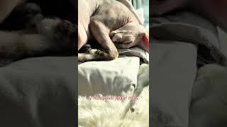 Sol se volvió comediante para pedir perdón a su amigo gato!#gatos #animales #shorts #familia