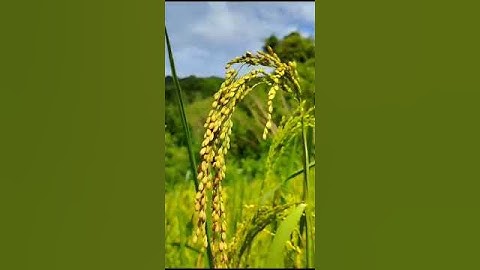 Beautiful farmers life. #villagelife #Nature #rice #Farmer life.