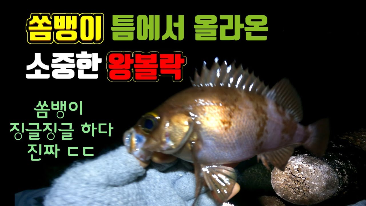 좀비 때처럼 달려드는 쏨뱅이들 틈에서 힘겹게 올라온 왕사미!!ㄷㄷ#왕볼락 #쏨뱅이 #도보볼락 #베이트피네스 - YouTube