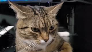 MDK - Geometry Dash Sneak Peek 