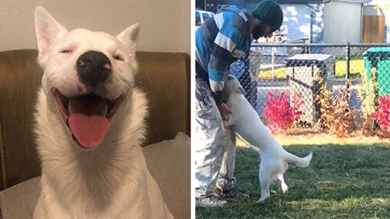 Deaf, Blind Dog Has Adorable Reaction When She Senses That Dad Coming ...