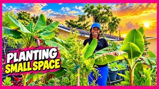 TURNING MY SMALL BACKYARD INTO A THRIVING FOOD FOREST 🌱