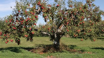 #1 Morse Code Practice - 5 WpM