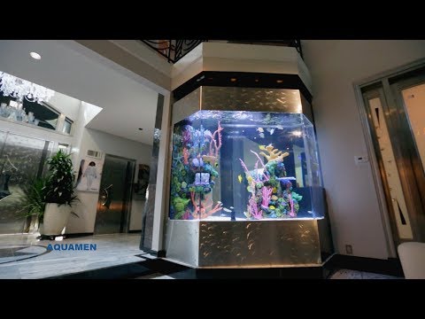 La star Wyclef Jean, ému par son aquarium caribéen ! : Aquamen