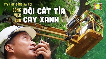 Cắt tỉa cây xanh mùa mưa bão | Nhịp sống Hà Nội