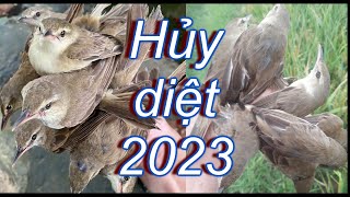 Tiếng Chim Sẻ Đồng , Chim Lúa Bẫy Lưới Di Cư Chim Đêm - Tiếng Hủy Diệt - 2023 -