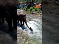 Detik-Detik Gajah Selamatkan Pria Yang Terbawa Arus Sungai
