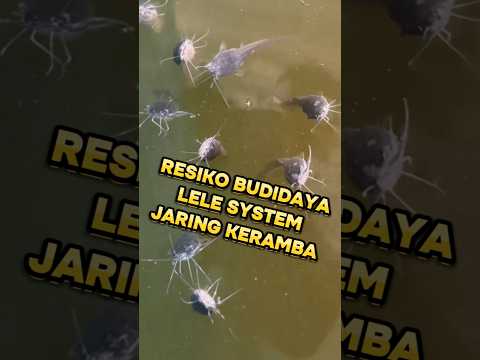 RESIKO Budidaya Lele system JARING KERAMBA❗Begini cara MENGATASINYA