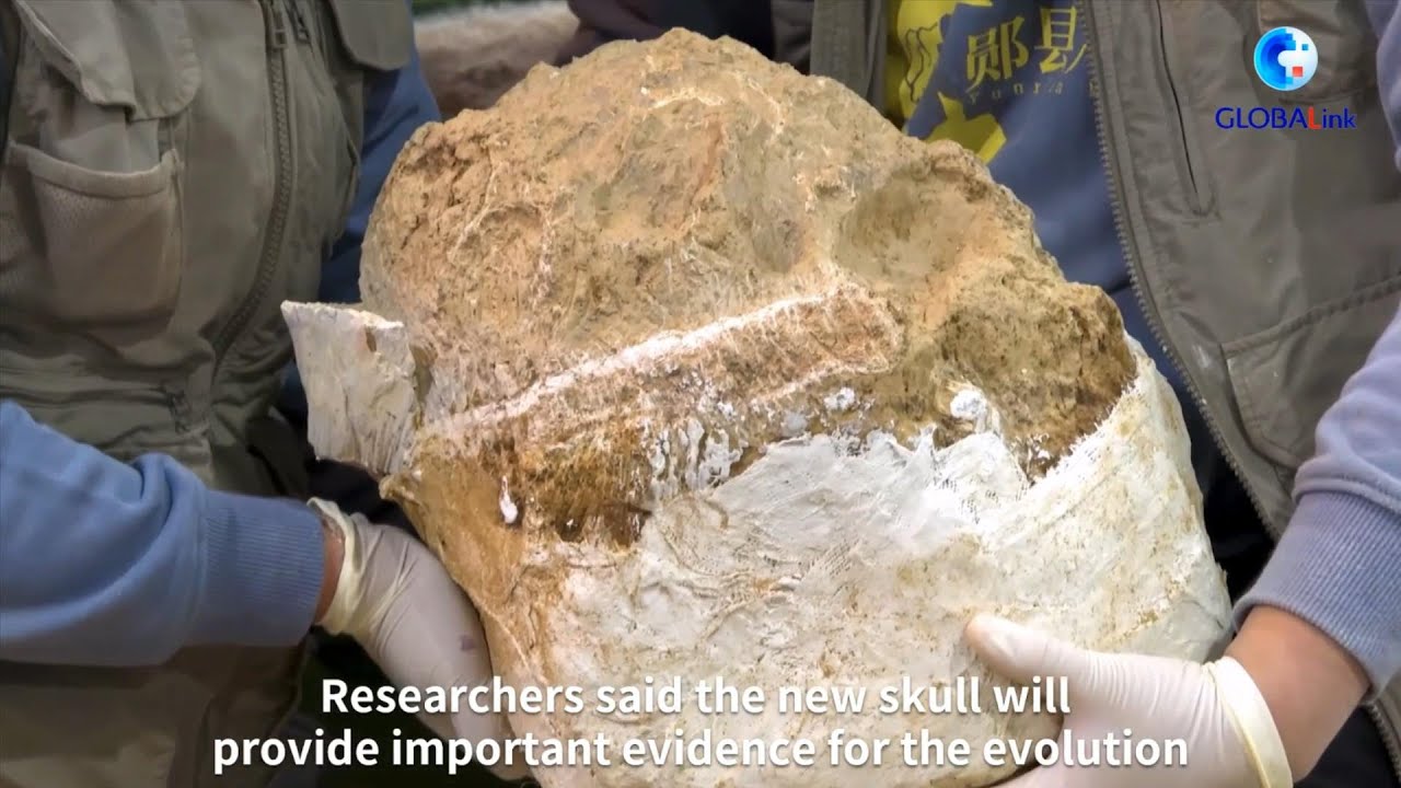 Million-year-old fossilized skull of Homo erectus excavated in central ...