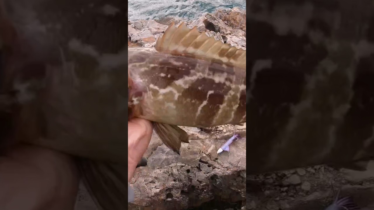 Ένα καλαμάρι για μια σφυρίδα #fishing #fish #fishinglife #ψάρεμα #shorts